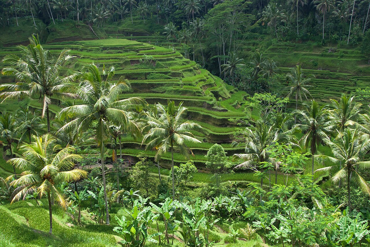 One Day Private Ubud Tour: Monkey Forest, Tegalalang & Waterfall