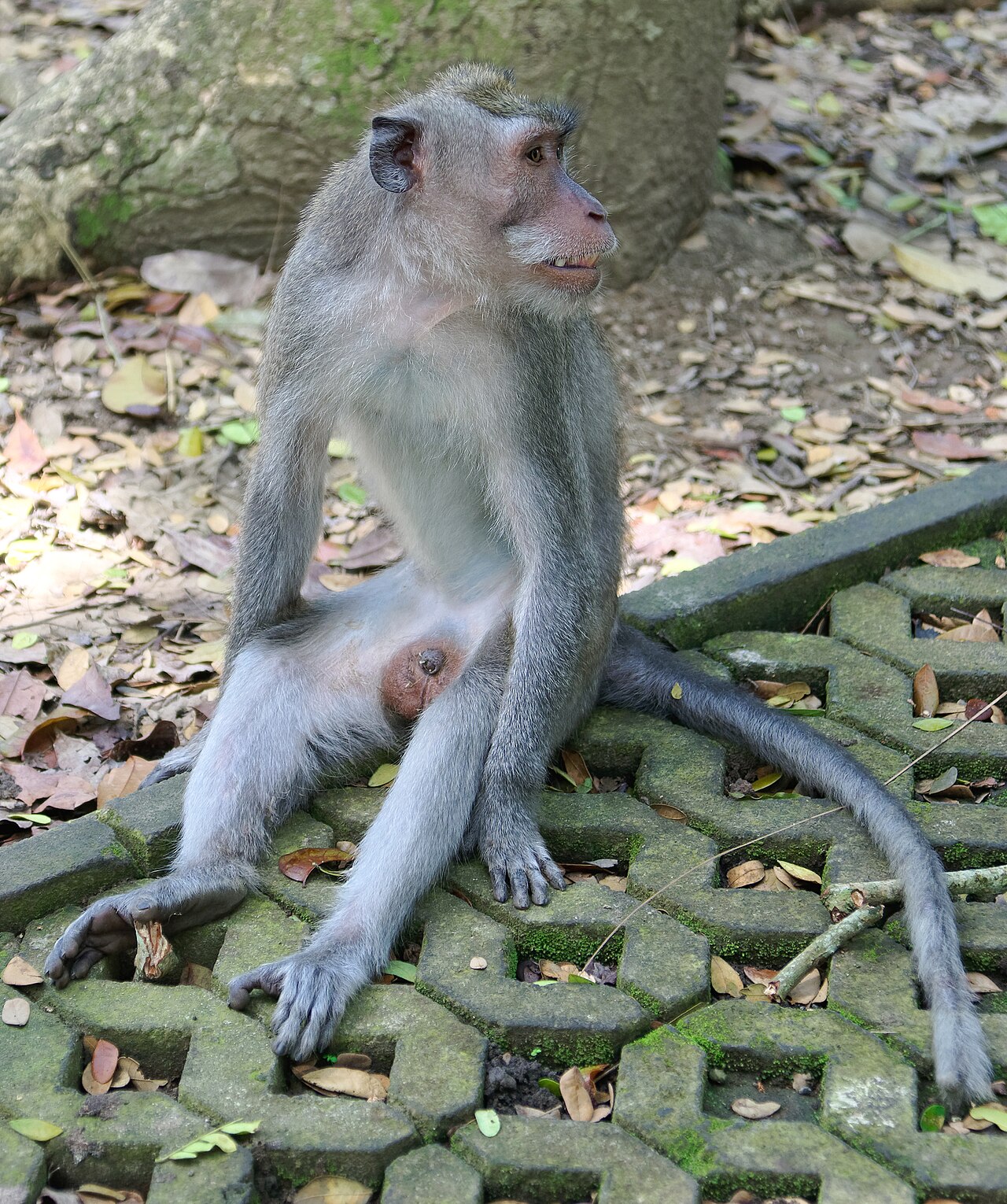 Bali tour photo 2