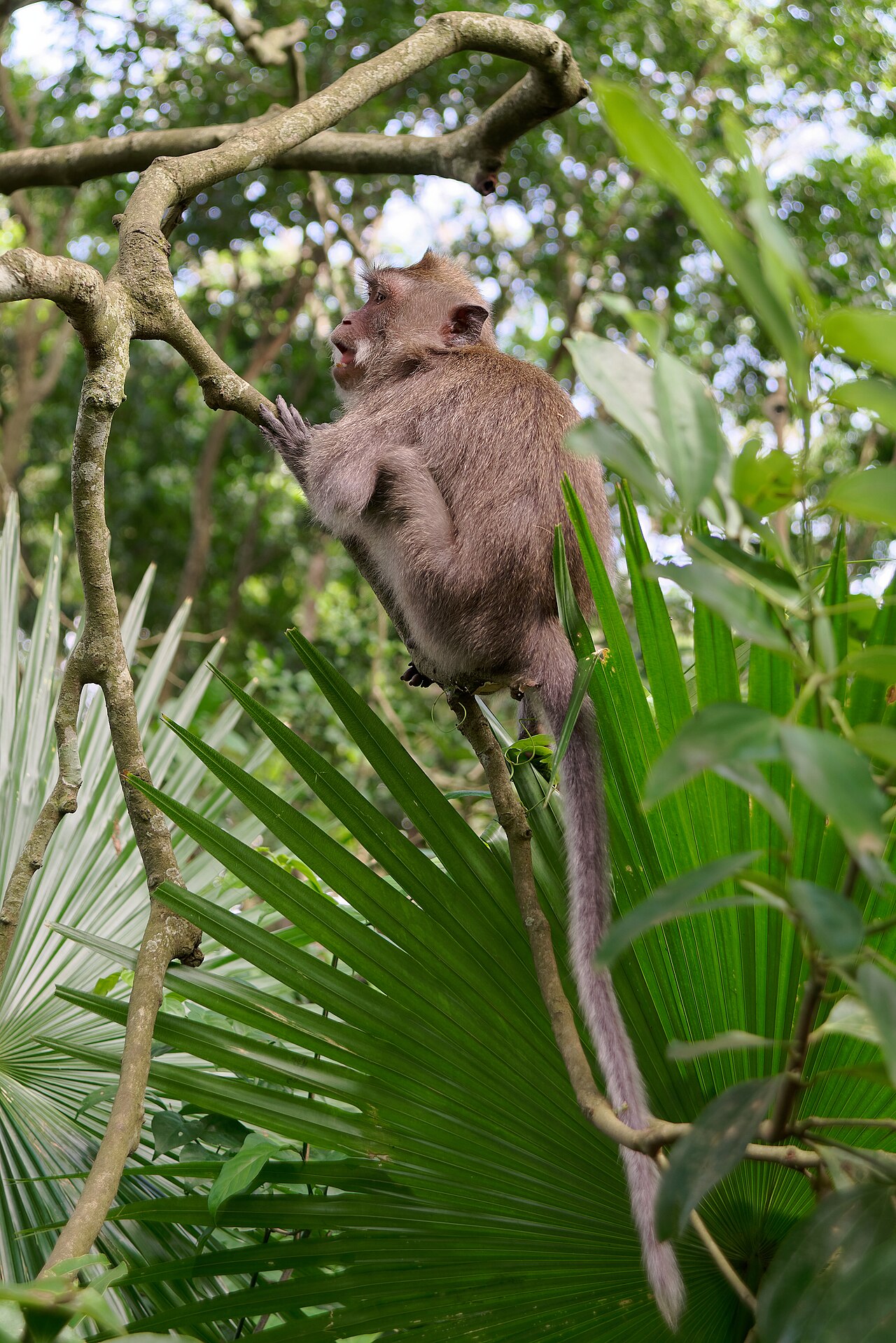 One Day Private Tour: Monkey Forest, Tegalalang Rice Field, Tegenungan Waterfall & Tirta Empul