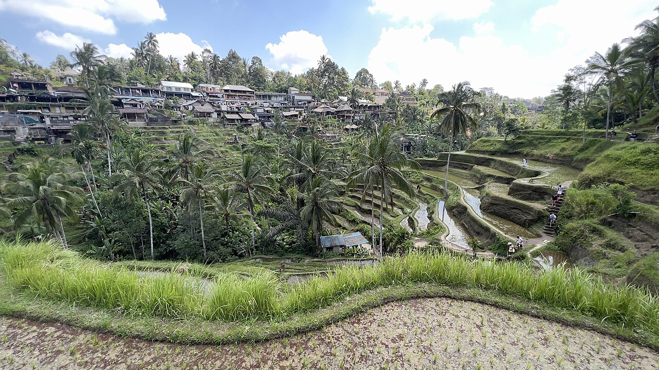 Bali tour photo 8