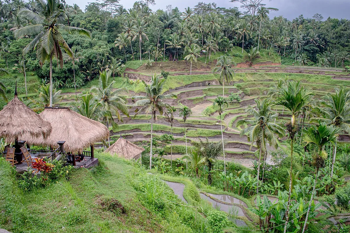 Tegalalang Rice Terraces