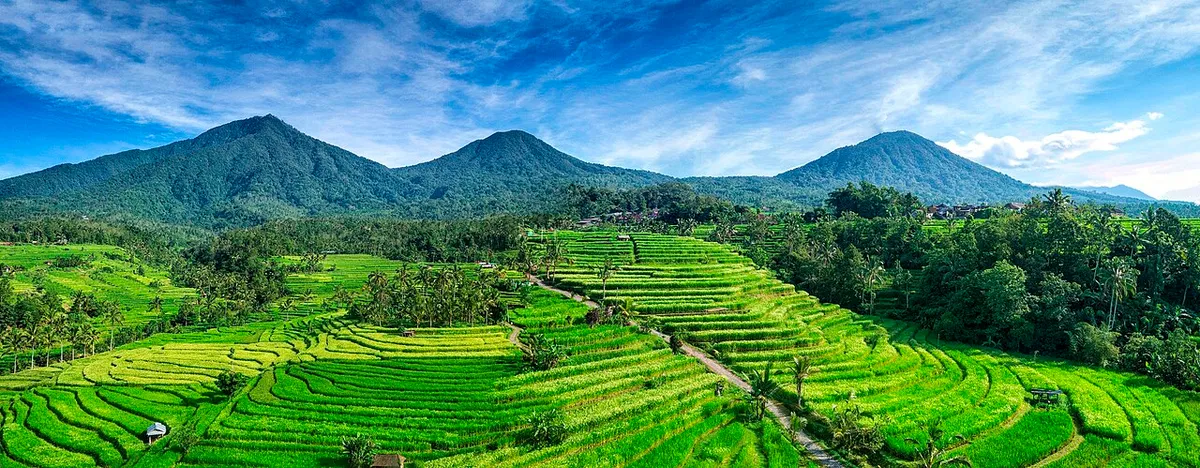 UNESCO Jatiluwih Rice Terraces
