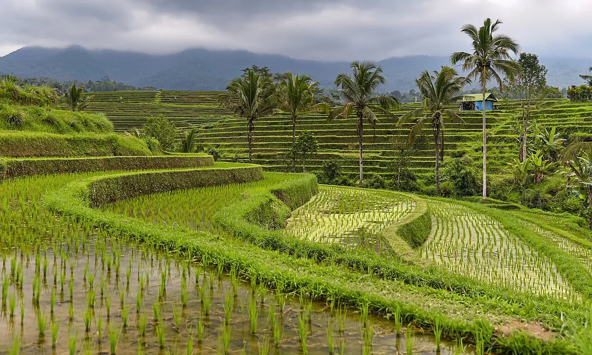 UNESCO Jatiluwih Rice Terraces